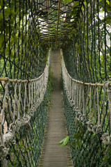Fototapeta premium bridge inside tropical jungle