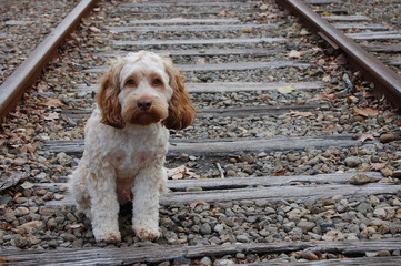 lost puppy