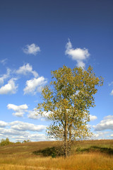 Obraz premium Single Tree 