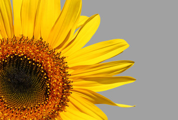 Obraz premium Golden Sunflower