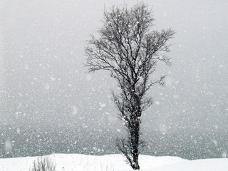 Snowfall - Lonely tree