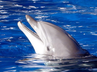 Dauphin