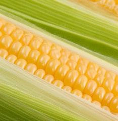 Close up of the corn cob