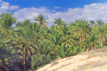 Vue de l'oasis et palmeraie de Tozeur