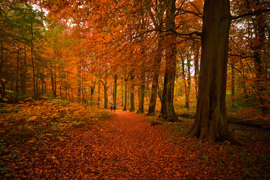 autumn in the forest