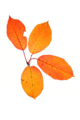 Four autumn leaves