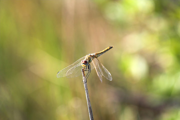 Libellula