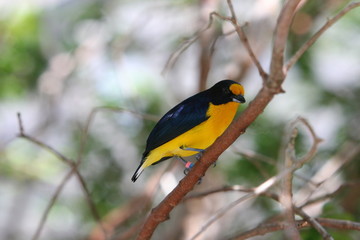 ORANGE BLACK BIRD
