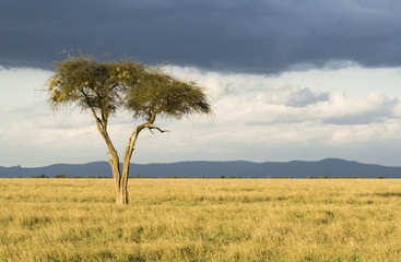 Lonely Tree