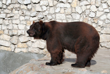 Brown Bear