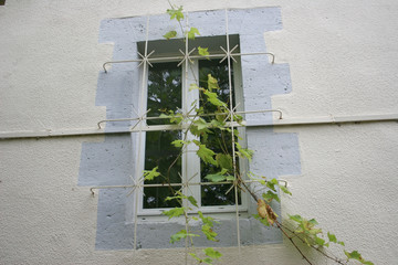 fenêtre avec vigne sauvage