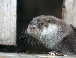 Otter