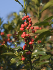 Obraz premium holly tree