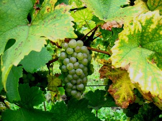 Weintrauben kurz vor der Weinlese