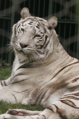 WHITE TIGER EXTINCT ENDANGERED SPECIES