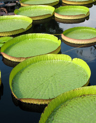 Waterplatter in a pond