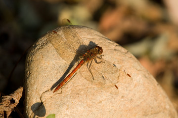 Red dragonfly on the stone