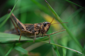 Grasshopper