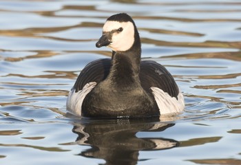 Barnacle Goose,