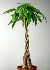 Tree in flower-pot