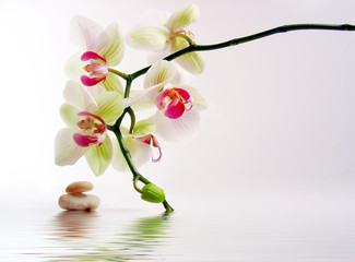 Naklejka na ściany i meble kamyki i orchidei z odbicia w wodzie