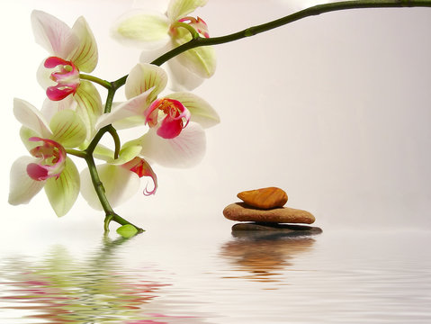 Fototapeta galets et orchidée avec reflet dans l'eau