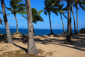 Summer Palm Trees