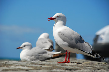 Sea Gulls