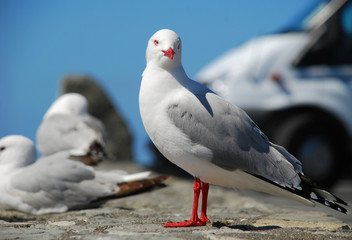 Sea Gulls