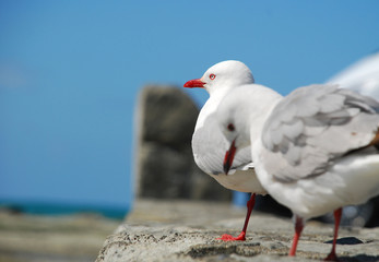 Sea Gulls