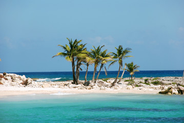 Coconut palm trees on a island