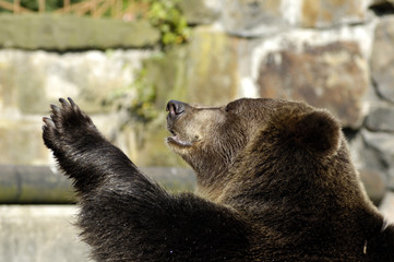 Brown bear in zoo speaks good-bye. Kaliningrad, Russia.