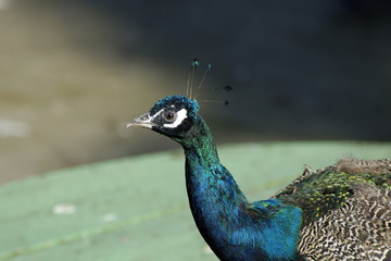 Obraz premium Peacock in zoo. Kaliningrad, Russia.