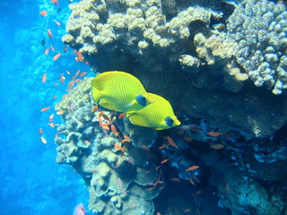 The butterfly fish