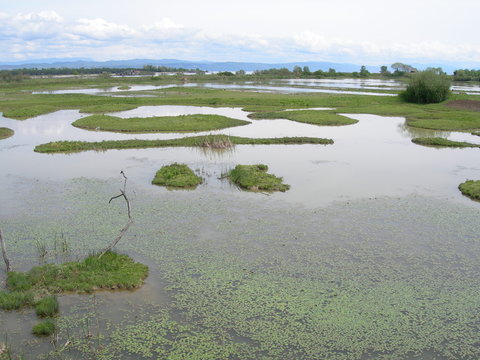 laguna della Cona