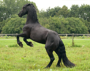 Black horse rearing