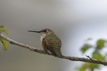 HUMMINGBIRD