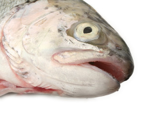 fish head on white