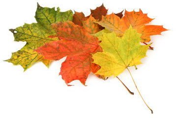 multicolored maple leaves