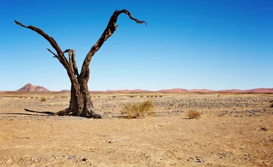  Dead tree in Namib Desert © Dmitry Pichugin