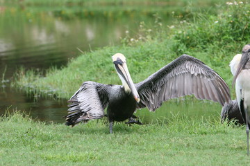 PELICAN