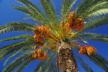 Fototapeta na wymiar Wyspy Kanaryjskie Data Palm 07