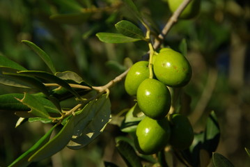 Olive 02