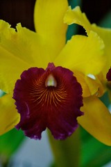 Fototapeta premium Palmiarnia in Lodz, Poland