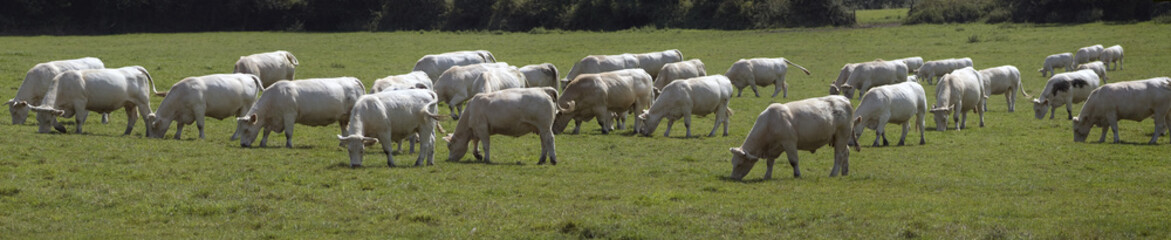 Obraz premium panoramique vaches