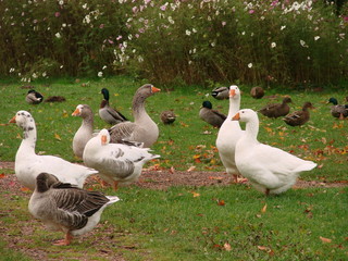 Oies et canards