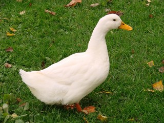 Canard domestique