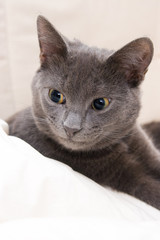 Fototapeta na wymiar cute funny gray cat