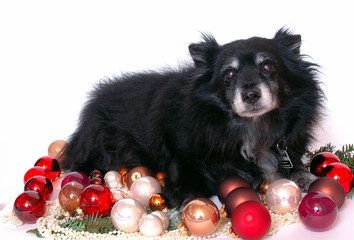 Weihnachten Hund in Weihnachtskugeln