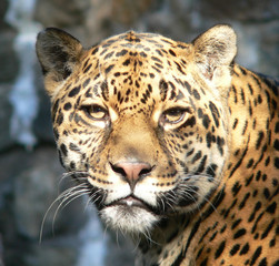 Jaguar face